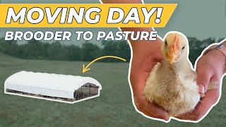 When to Move Chicks Outside to Pasture [upl. by Chaille]