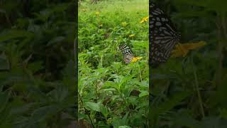 Common mime butterfly Papilio clytia enda insects [upl. by Milano900]