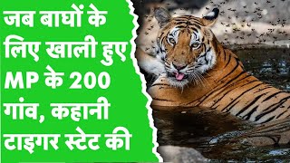 International Tiger Day 2024 यूं ही नहीं कहते MP को टाइगर स्टेट…ऐसे फैक्ट्स कि जानकर रह जाएंगे दंग [upl. by Voleta224]