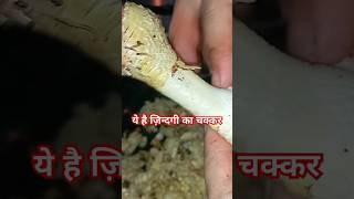 Murgi Ke Panje Saaf Karne Ka Tarika  Cleaning Chicken Feet chickenfeettrending mukbang shorts [upl. by Ithaman]