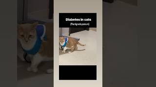 Diabetes In Cat  Plantigrade Posture  Vet drugs [upl. by Olegna]