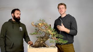 Advanced Bonsai demo Yamadori [upl. by Ardnuahs]