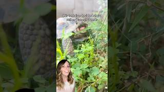 This tortoise prefers weeds to native vegetation and neighbors made leafy meal kits for her 🥹 [upl. by Aninat]