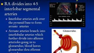 Renal Artery Disease Ultrasound Protocols and Tips [upl. by Codd]