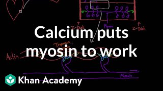 Calcium puts myosin to work  Circulatory system physiology  NCLEXRN  Khan Academy [upl. by Lledraw]