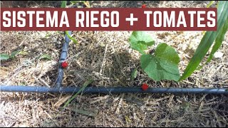 El Sistema de Riego más Fácil y Económico Para la Huerta  Como Hacer Tutores para Tomates [upl. by Cedric]