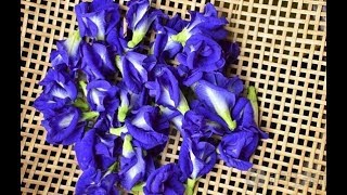 Butterfly pea Dryer [upl. by Boothe]