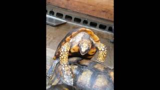 Mistake Yellowfooted tortoise キアシガメ（キアシリクガメ）生きものや菊家 [upl. by Relyt]