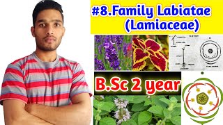 Family Lamiaceae or LabiataeFloral charactersFloral formula and Economic importance BSc 2year [upl. by Dwan483]