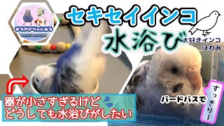 セキセイインコの水浴び お水を見ると水浴びがしたくなるほわみです Budgerigar [upl. by Aitsirhc]