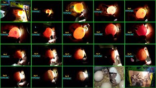 Egg Candling From Day 1 to 21 [upl. by Reywas]