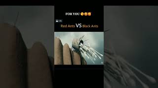 Red Ants vs black ants movie [upl. by Nyrehtac]