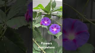 Nasturtium flowers and morning glory [upl. by Jemina801]