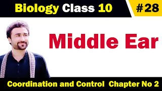 Middle ear class 10 Biology [upl. by Acsot65]