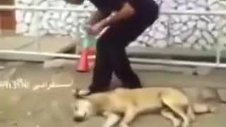 Korna ile köpeği korkutan adam [upl. by Nolahc]