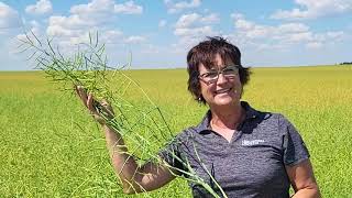 CANTERRA SEEDS CS3100 TF TruFlex® Canola in Southern SK [upl. by Condon]