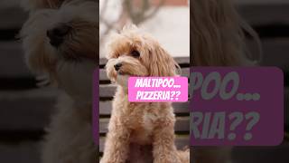 Maltipoo Pizzeria A Doggone Adventure [upl. by Ellenar]