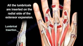 Lumbrical Muscles Of The Hand Anatomy  Everything You Need To Know  Dr Nabil Ebraheim [upl. by Emmet]