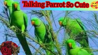 Bolne wala Tota Mithu 🦜😍 talking Parrot mummy papa 💕😘😍🥰 [upl. by Carboni]