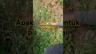 Ternyata patek cabe itu hewah keluhan petani cabai apakah patek itu hewan [upl. by Amak249]