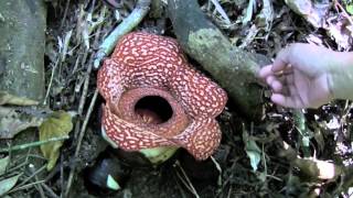 Rafflesia philippensis [upl. by Eanerb]