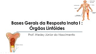 Aula 02 Imunologia Básica Órgãos Linfoides [upl. by Yelik935]