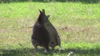 Male agile wallabies Macropus agilis [upl. by Sidney6]