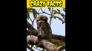 potoo birdbirds factsanimalfacts quizzes animals worldhistoryquiz facts quizmonkey [upl. by Aikram8]