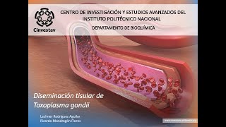 Diseminación Tisular de Toxoplasma 2024 [upl. by Yanej]