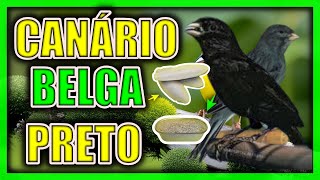 Canário Belga Preto Tudo o que você precisa saber [upl. by Larry380]