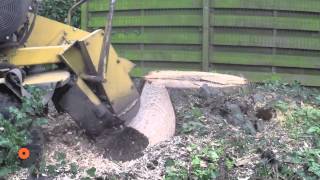 Stobbenfrees stronkenfrees slow motion video boomstronkfrees wortelfrees stump grinder Vermeer [upl. by Burkitt297]