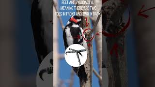 Downy Woodpecker ID help [upl. by Alleuqram]