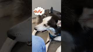 HUSKY Max is howling at the vet shorts dog [upl. by Dalury923]