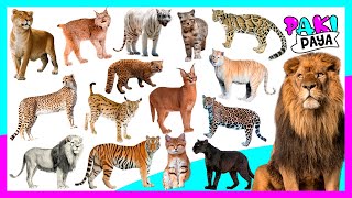 ¡TIPOS DE FÉLIDOS  Felinos 🐈 🐯 Fantastic felines a world of wild cats [upl. by Seiuqram]