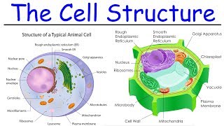 Biology  Intro to Cell Structure  Quick Review [upl. by Eedyah]