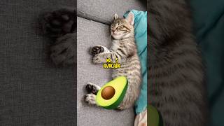 6 Foods That Are Toxic To Your Cat 🐈 catlover catvideos catshorts [upl. by Liddie]