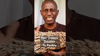 Best Organic Solution to poultry amp Livestock poultryfarming poultrynutrition animalhusbandry [upl. by Austen105]