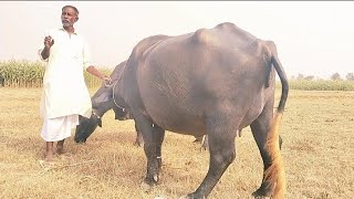 watch pure neeli Ravi buffalo for sale in Punjab Pakistan 22102024on YouTube [upl. by Aplihs828]