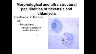 lecture 2 Different bacteria and fungi [upl. by Marasco]