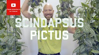 All you need to know about Scindapsus Pictus [upl. by Lexy376]