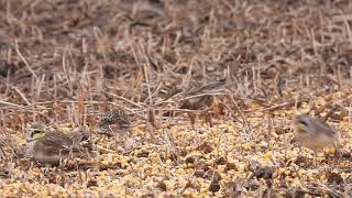 Lapland Longspur and Horned Larks Winter visitor December 10 2024 Lucan Ontario [upl. by Evelin]