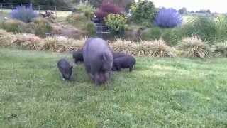 Young Vietnamese potbellied pigs [upl. by Ecirtal400]