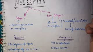 Neisseria Microbiology [upl. by Karlin]