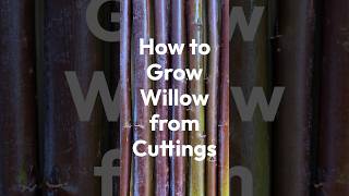 How to Grow Willow from Cuttings [upl. by Lin]