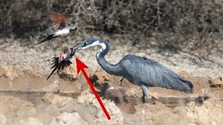 Heron nails unsuspecting dove  Kgalagadi National Park South Africa [upl. by Freiman]