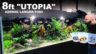 8ft Utopia Aquarium Adding Larger Fish To The Ecosystem [upl. by Camel]