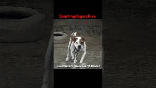 Dog of note Hollands Lacefields Woody sportingdogs dogtalk apbthistory gamedog apbt [upl. by Joao]