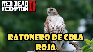 Donde encontrar el RATONERO DE COLA ROJA en Red Dead Redemption 2✔️ [upl. by Alithea]