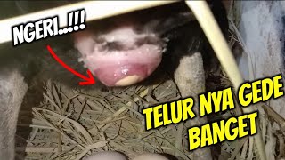 Detik  Detik Ayam Sedang Bertelur Yang Sangat Menegangkan 😱😱😱 [upl. by Eirual180]