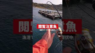 漁港で閲覧注意の魚と12分も格闘した結果㍍超えが出てきた [upl. by Alburga]